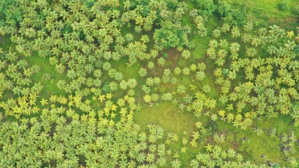 Mit Drohne von oben fotografiert Dschungel dichter Regenwald mit saftig grünen Palmen