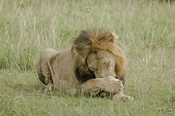 East African Lion (Panthera Leo Melanochaita) Stock Photo