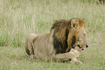 East African Lion (Panthera Leo Melanochaita) Stock Photo