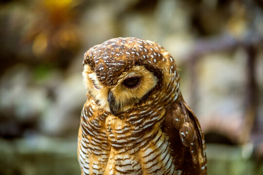 Close-up of owl perching outdoors