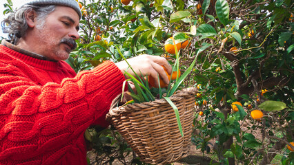 farmer picking oranges with a wicker basket in an orange grove
