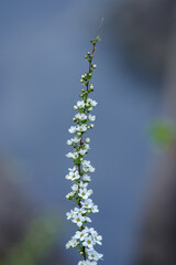 東京ミッドタウンのユキヤナギが美しい