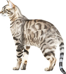 Bengal cat breed illustration created with Generative AI technology