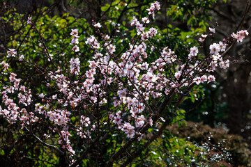春の訪れ、公園のピンク色の桜
