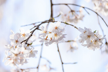 光に透ける桜の花びら