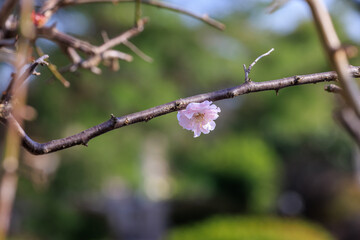 春の訪れ、公園の一輪の桜