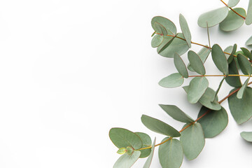 Eucalyptus branch  on white background.