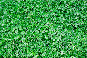 Small, bright green leaves are ideal for backgrounds.