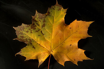 Naklejka na ściany i meble maple leaf in shades of yellow. Generative AI 