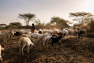 Herd of sheep returning back to the village with their shepherd, Africa, Uganda, Karamoja