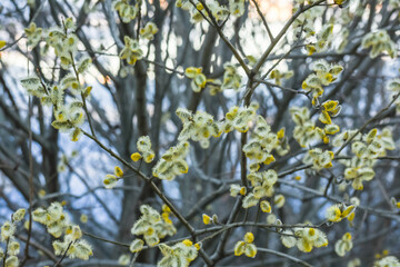 catkins on a shrub in the nature during hiking in the spring