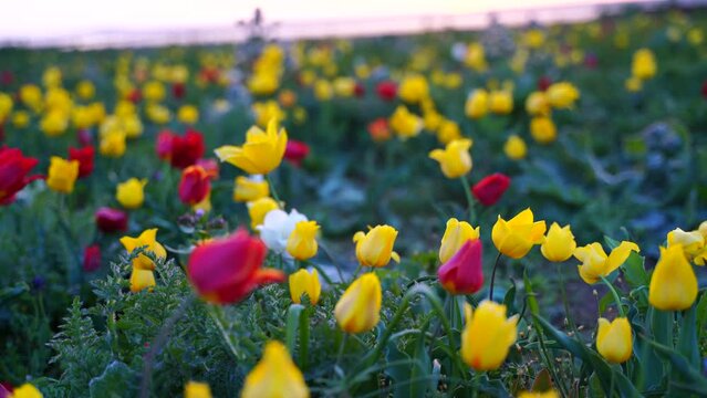 Blooming wild tulips in the steppe, tulipa gesneriana T. Schrenkii Regel. Blooming meadow in spring. Beautiful blooming wild steppe.