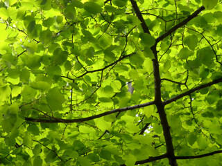 Fototapeta premium green leaves background