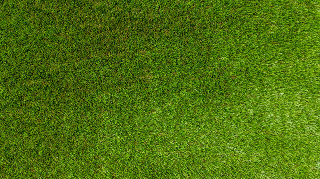grass real field background light natural green floor outdoor wallpaper