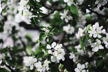 White flower on the tree. Apple and cherry blossoms. Spring flowering.
