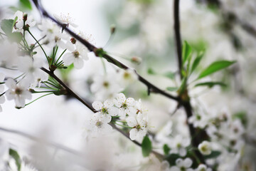 White flower on the tree. Apple and cherry blossoms. Spring flowering.
