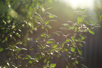 Spring nature background. Greenery of trees and grasses on a sunny spring morning. Forest landscape.