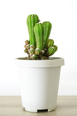 Peanut Cactus (Echinopsis chamaecereus) Echinopsis cactus and young shoots in white plastic pots plat on wood table on white background.