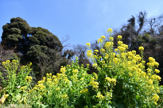 里山に咲く菜の花