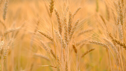 Fototapeta premium Gold Wheat Field Background