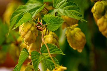 hop plant