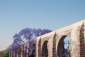 Obraz premium Queretaro Mexico aqueduct with jacaranda tree and purple flowers
