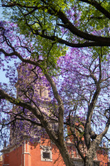 Jacaranda tree purple flowers background of Temple of San Francisco de Asis in Queretaro Mexico