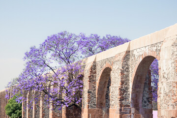 Queretaro Mexico aqueduct with jacaranda tree and purple flowers