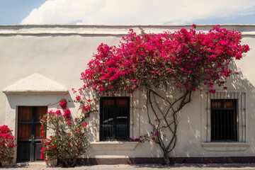 Fototapeta na wymiar House with bougainvillea on the front in Queretaro Mexico