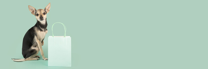 pet gift background, funny happy dog with a gift bag on a green background, copy space