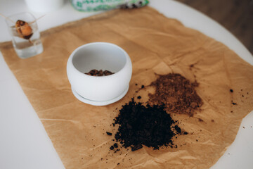 Close up female gardener transplanting replanting green plant in pots on wooden table top view.