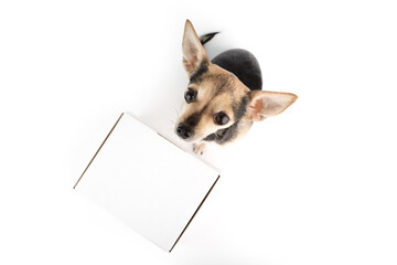 cute dog with box isolated on white, pet parcel, pet delivery, top view