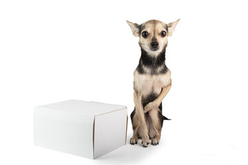 dog with box isolated on white, pet parcel, pet delivery