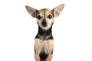 toy terrier portrait, small dog breed isolated, funny pet with big ears