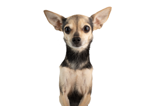 toy terrier portrait, small dog breed isolated, funny pet with big ears