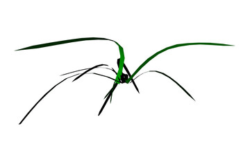 shape grass spider form white background 3d rendering