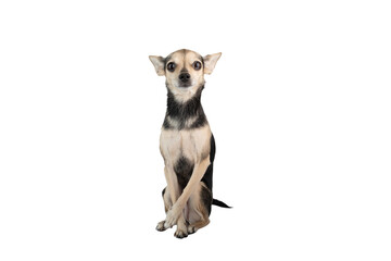 small dog isolated,chihuahua toy terrier