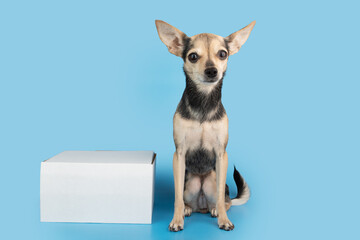 pet delivery, dog with a box order parcel, Pet shop online