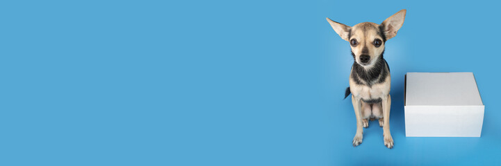 pet delivery, dog with a box order parcel, Pet shop online banner