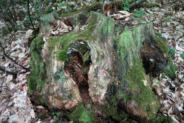 Old tree stump