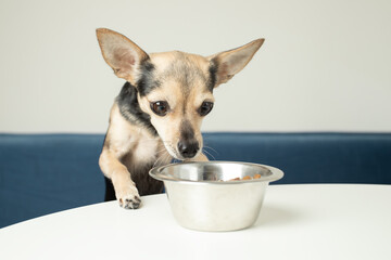 small dog food, pet feed, funny hungry dog sniffs dry tasty food