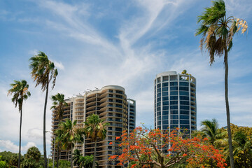 Fototapeta na wymiar Flame tree among palm trees at front of condominium buildings view in Miami, FL. There is a beige building on left with balconies near the round building on the right with roof deck and glass walls.
