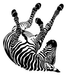 wallows zebra vector illustration isolated on white - obrazy, fototapety, plakaty