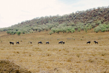 Fototapeta na wymiar herd of wilderbeast