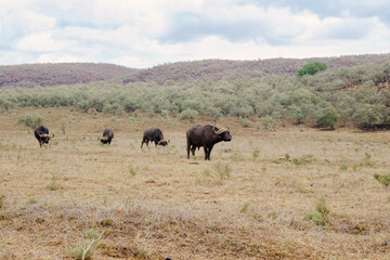 Fototapeta premium herd of buffalo