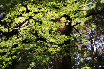 Fototapeta na wymiar 大木と新緑の紅葉