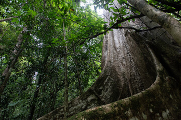 Asian tropical rainforest, forest trees, tree roots in forest.