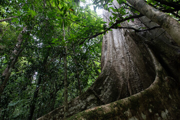 Fototapeta premium Asian tropical rainforest, forest trees, tree roots in forest.