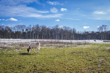 frisian cows in snow
