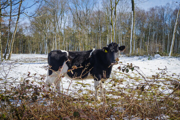 frisian cows in snow